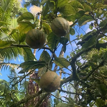 Apartamento Lemon Tree Lanai Keaau Exterior foto