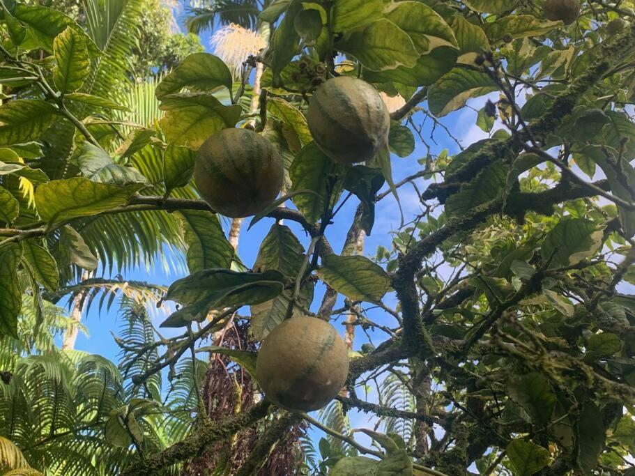 Lemon Tree Lanai Keaau